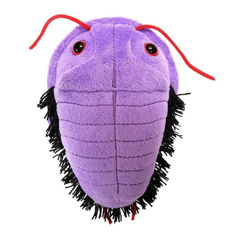 Trilobite (Asaphiscus wheeleri)