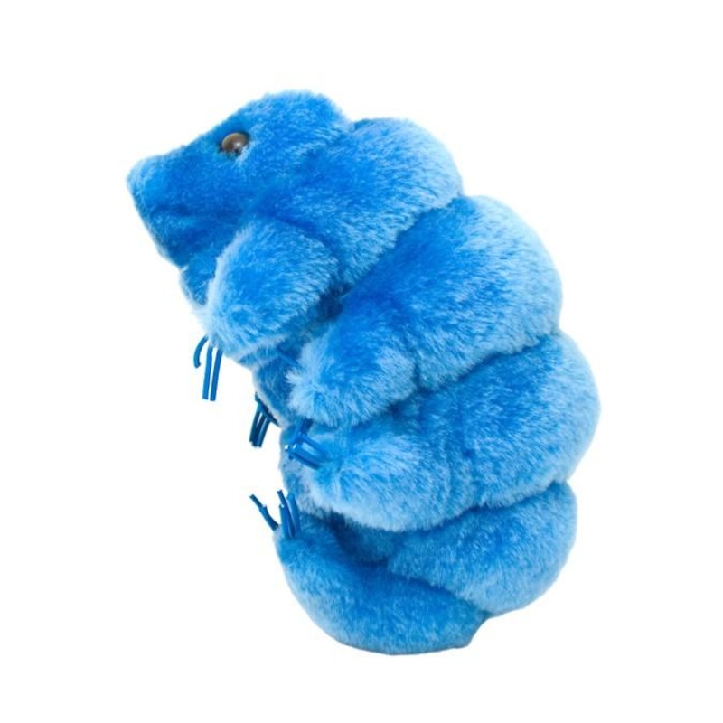 Waterbear (Tardigrade)