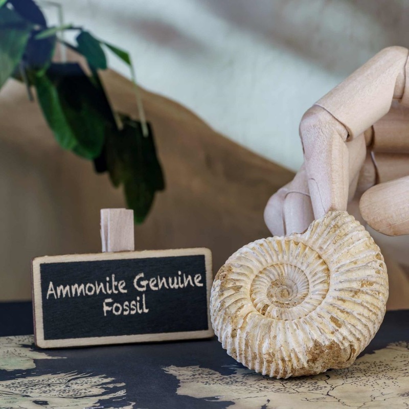 Whole White Ammonite Genuine Fossil