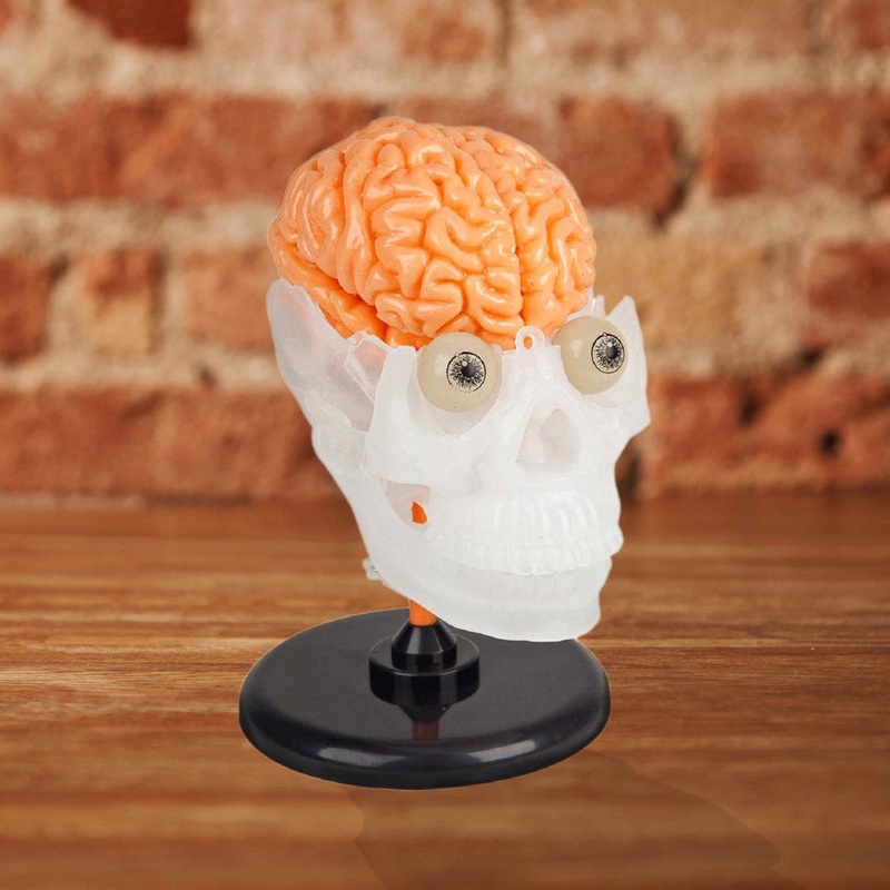 Amazing Squishy Brain Model