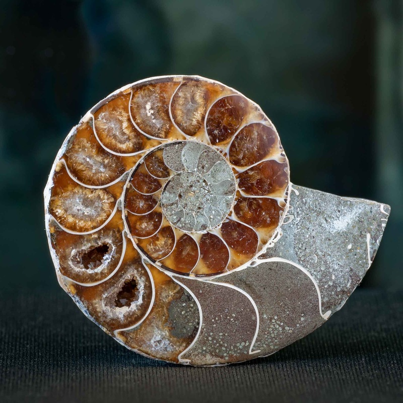 Cut and Polished Ammonite