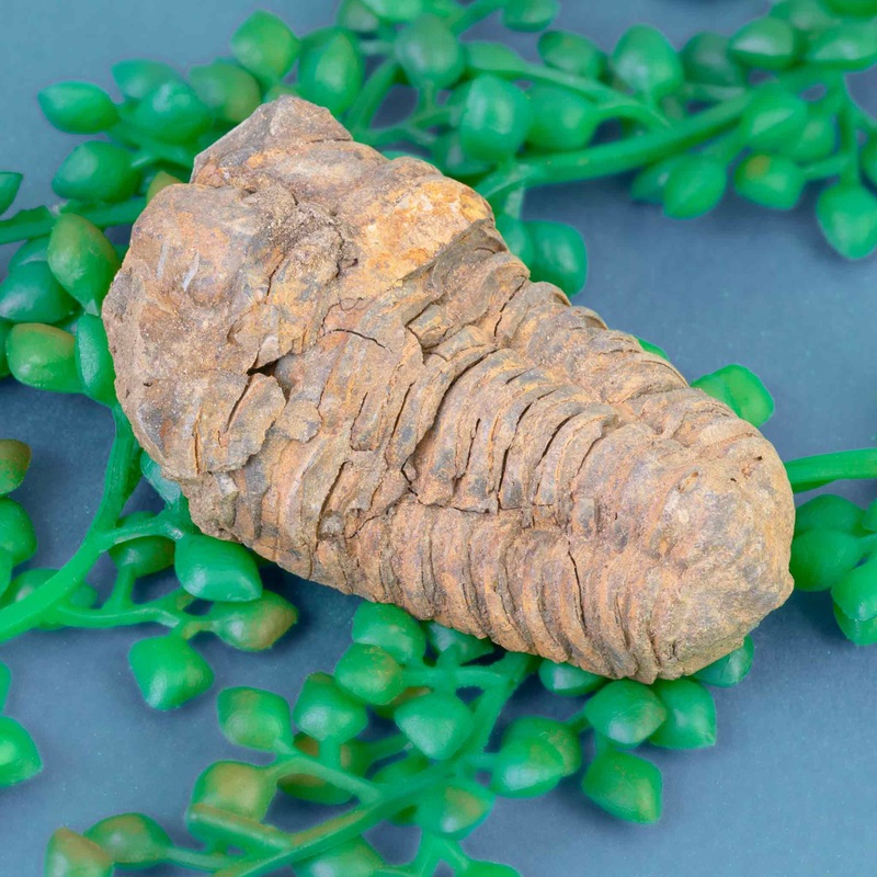 Single Trilobite Fossil