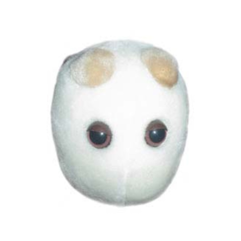 Beer & Bread (Saccharomyces cerevisiae)