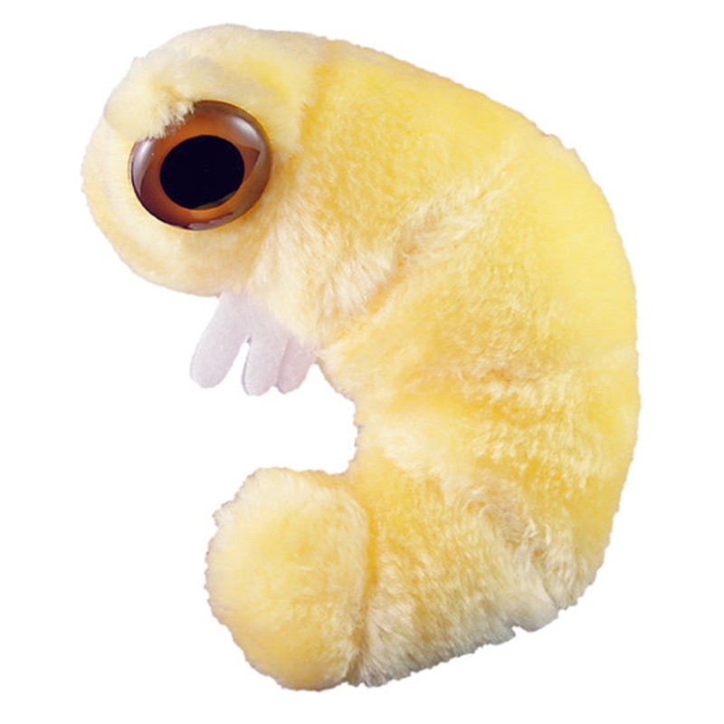 Bookworm (Anobium punctatum)