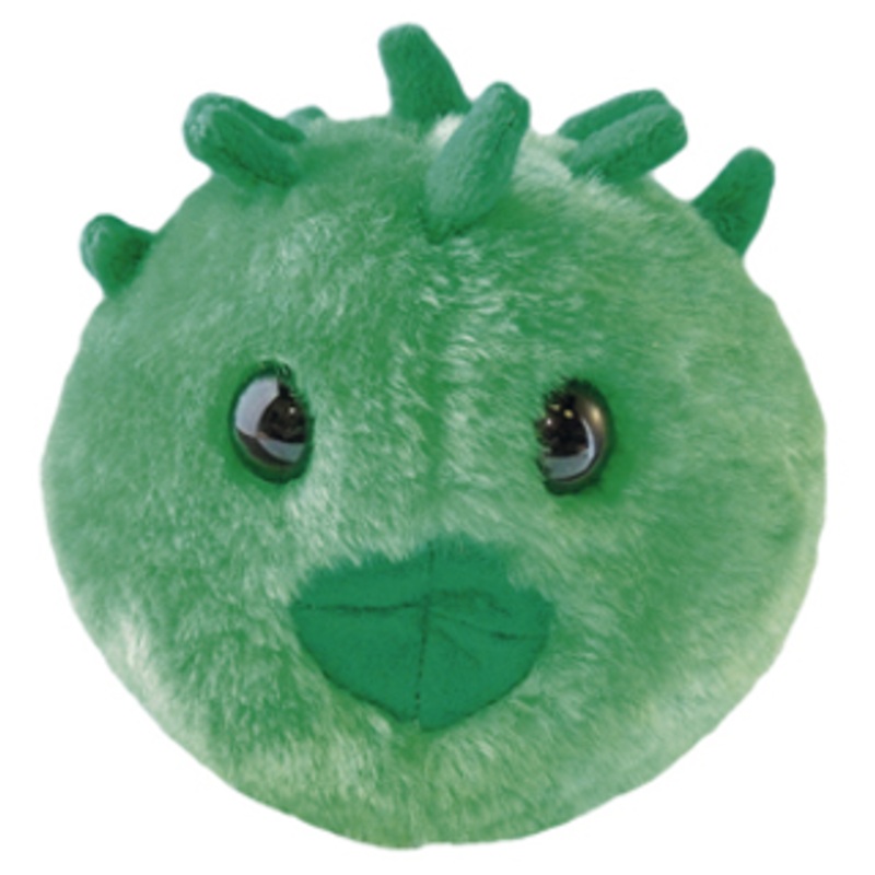 Chlamydia (Chlamydia trachomatis)