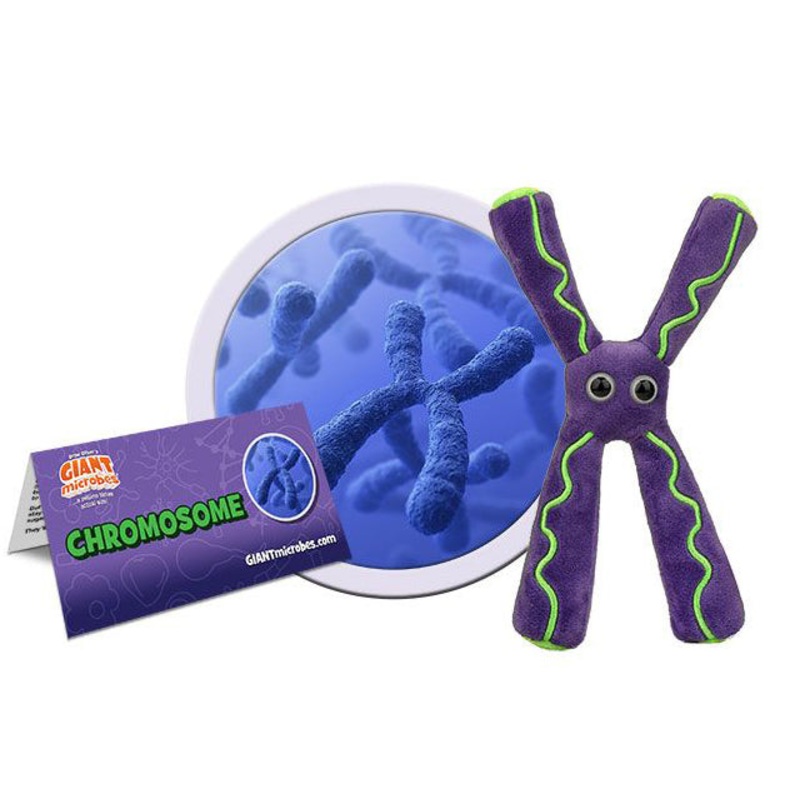 Chromosome
