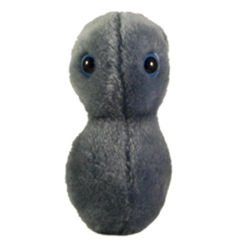 Clap - Gonorrhea (Neisseria gonorrhoeae)