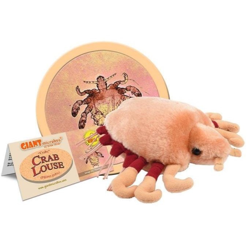 Crab Louse (Pthirus pubis)