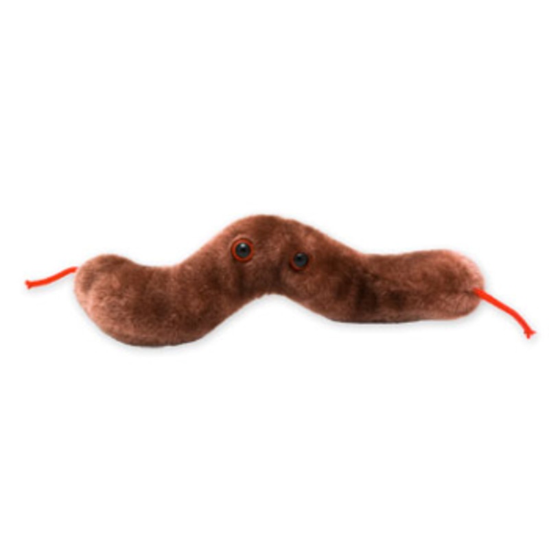 Diarrhea (Campylobacter jejuni)