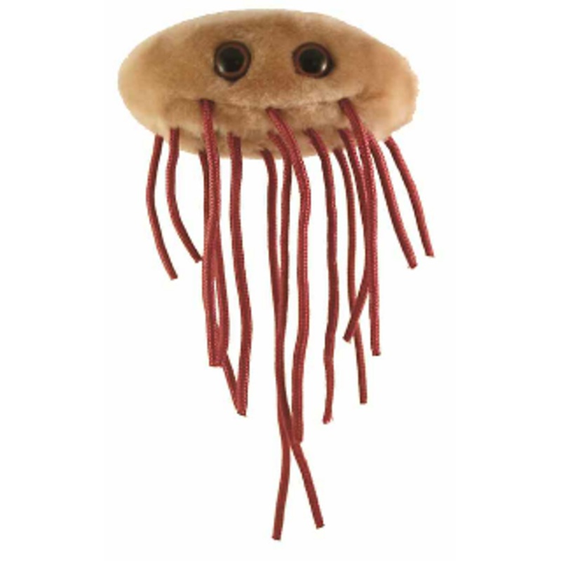 E. coli (Escherichia coli)