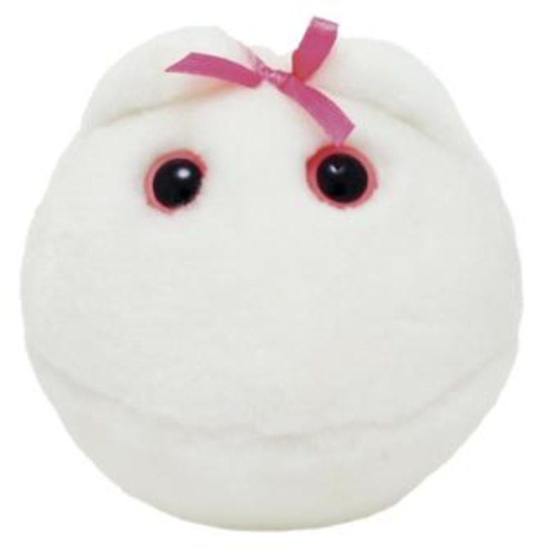 Egg Cell (Human ovum)