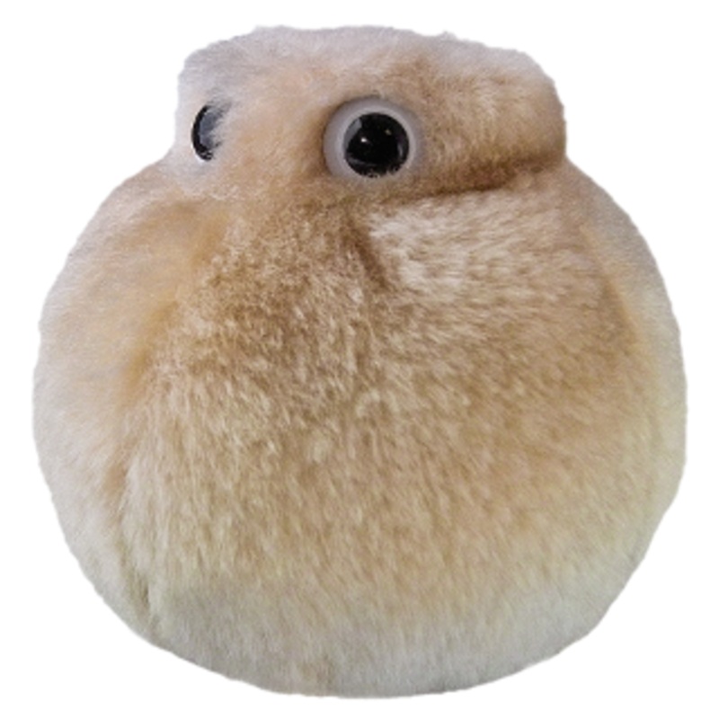 Fat Cell (Adipocyte)