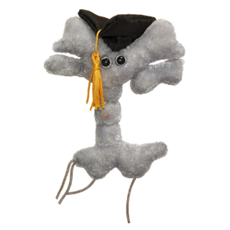 Graduation Brain Cell (Neuron)