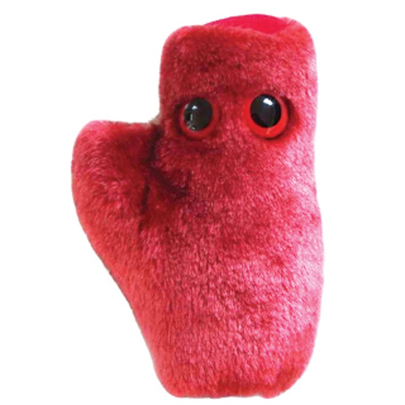 Heart Cell (Cardiomyocyte)