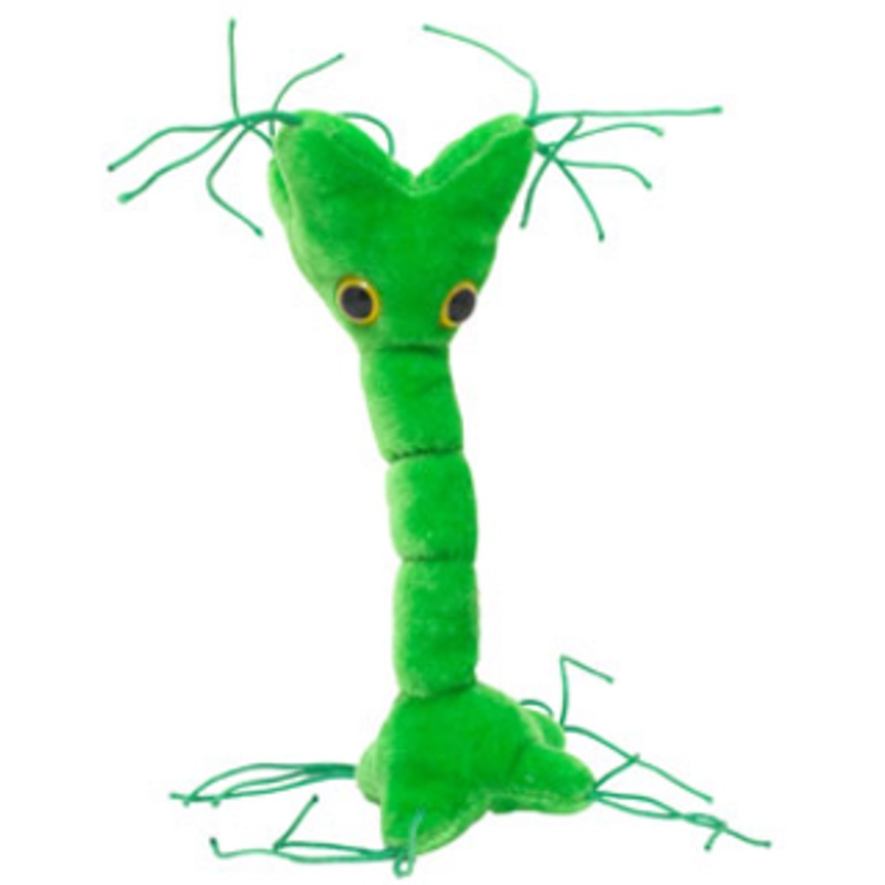 Nerve Cell (Neuron)