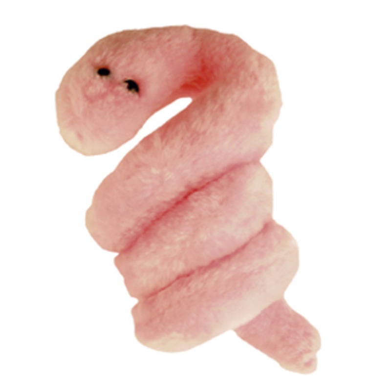 Pox - Syphilis (Treponema pallidum)