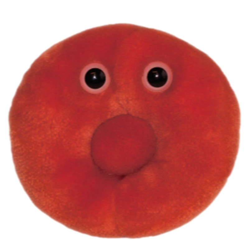 Red Blood Cell (Erythrocyte)