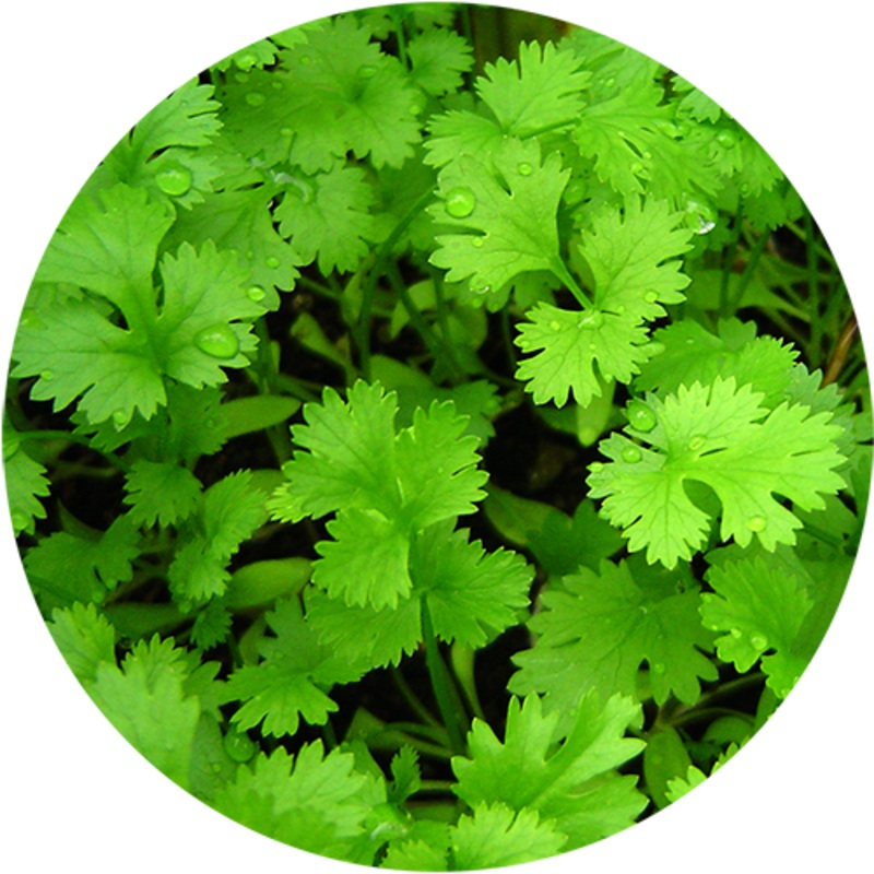 Plantable Pencil Coriander