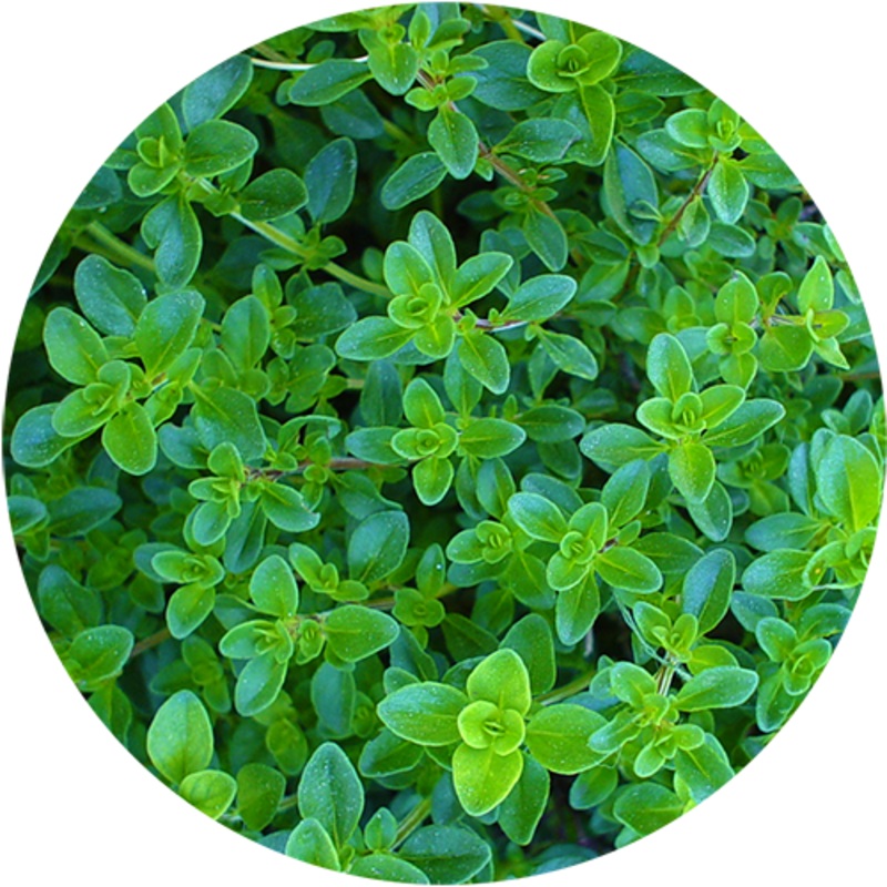 Plantable Pencil Thyme