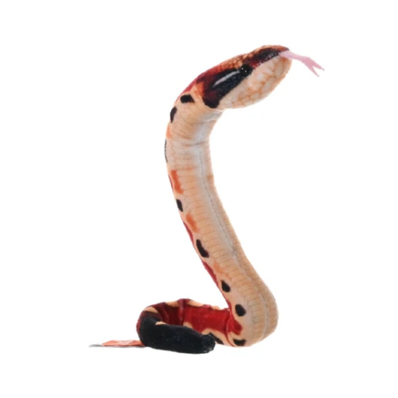 Coilkins Blood Python