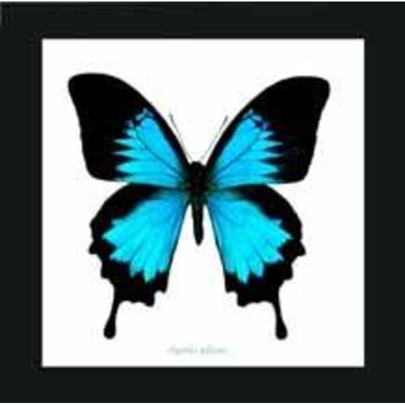 Papilio Ulysses Framed