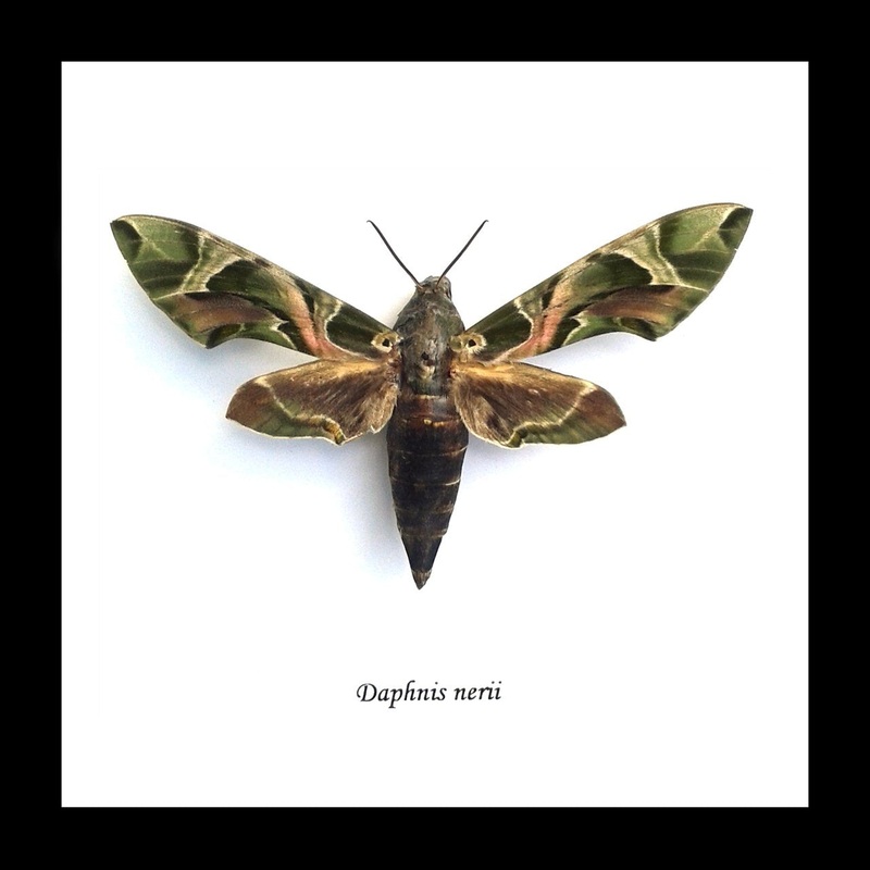 Daphnis Nerii (Oleander Hawk-Moth) Framed