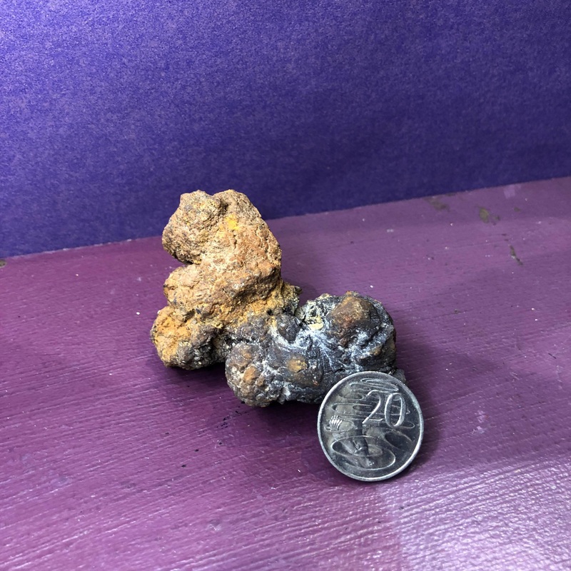 Coprolite Dinosaur Poo Fossil
