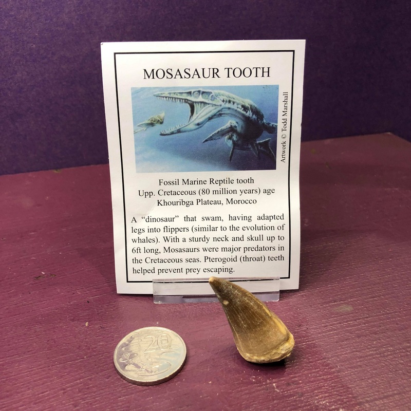 Mosasaur Tooth Fossil