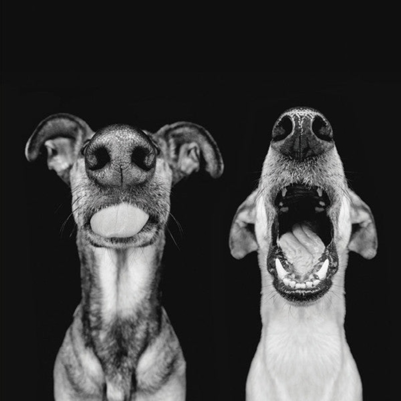 Wise Dogs Card