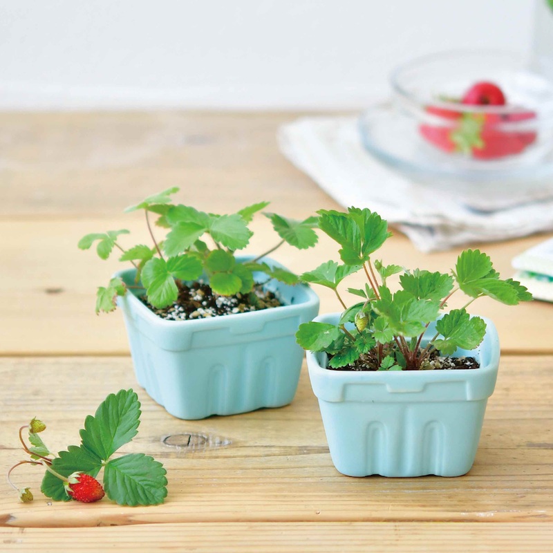 Berry Happy Wild Strawberries