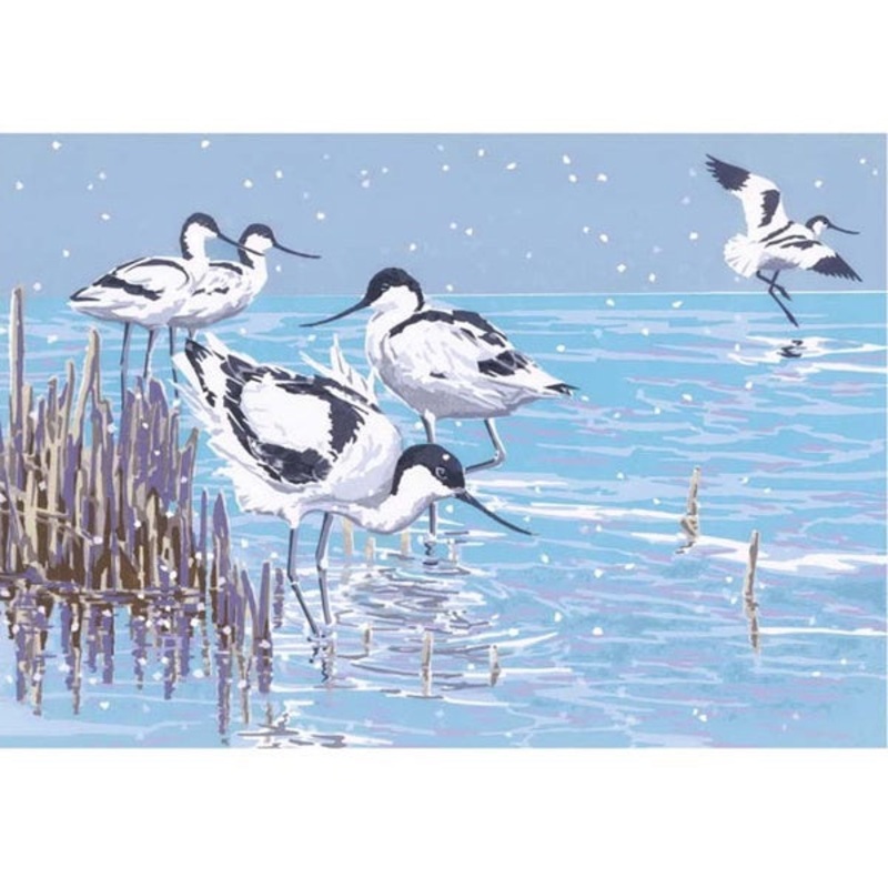 Winter Avocets