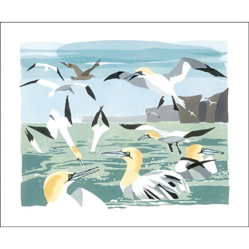Gannets Card