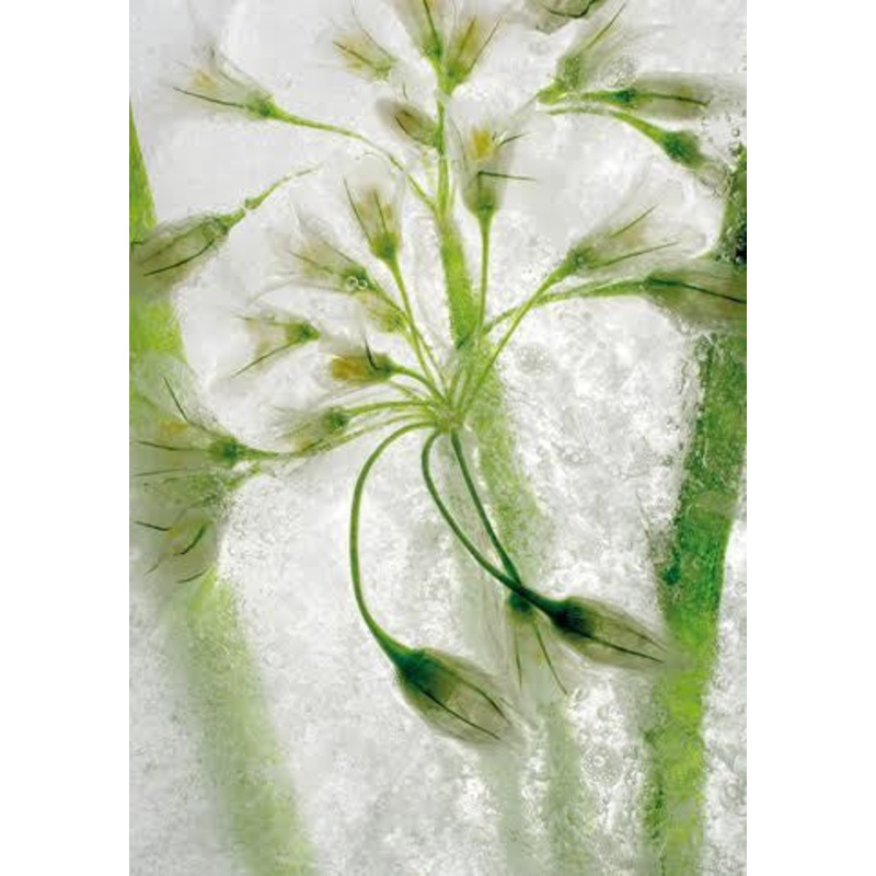 Allium Card