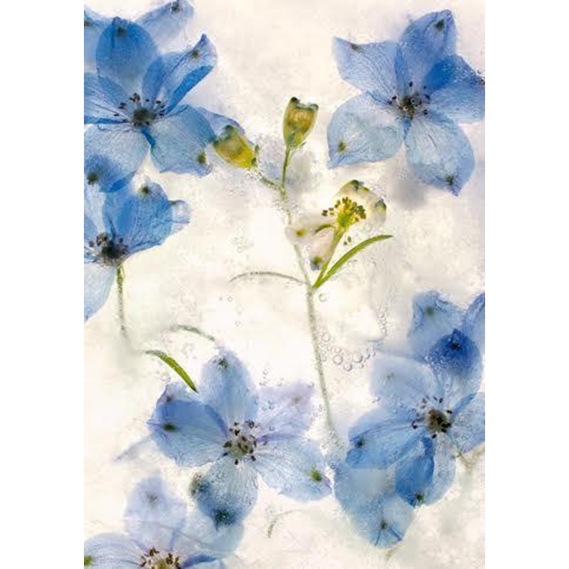 Blue Hellebores Card