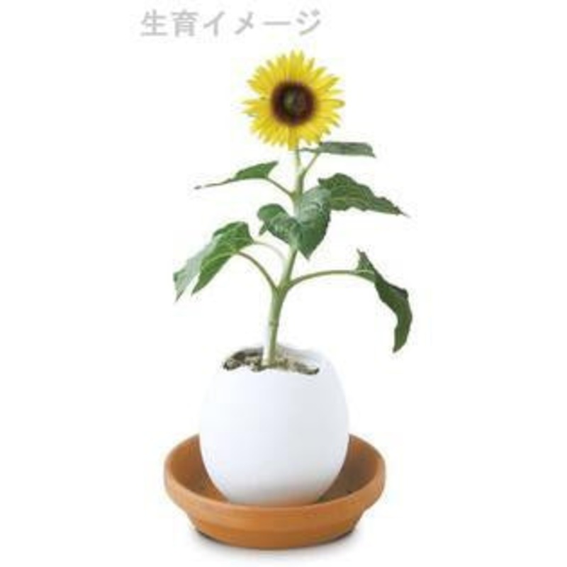 Sunflower Eggling