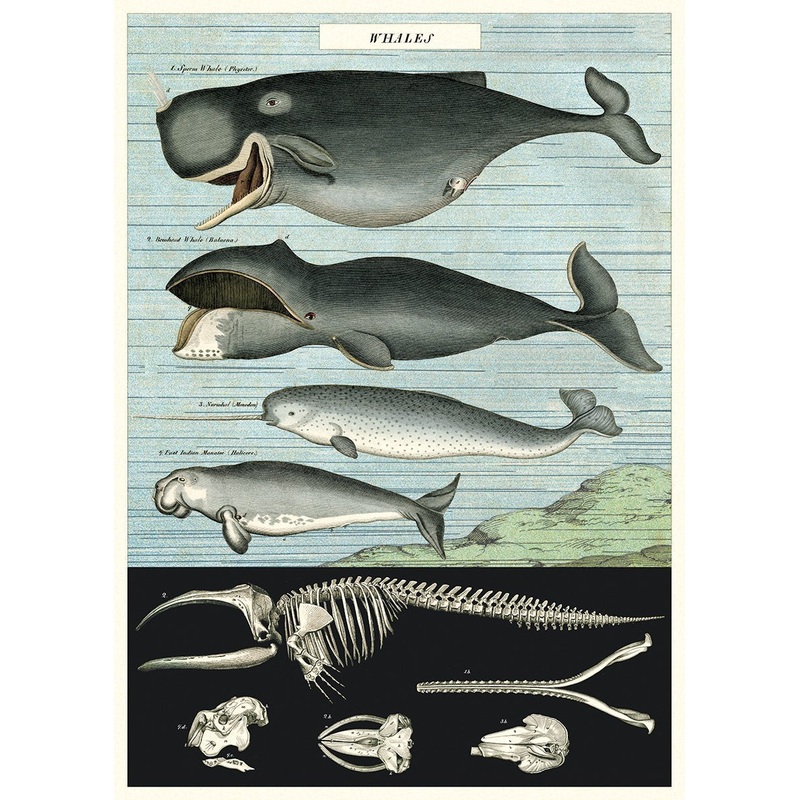 Whale Sheetwrap