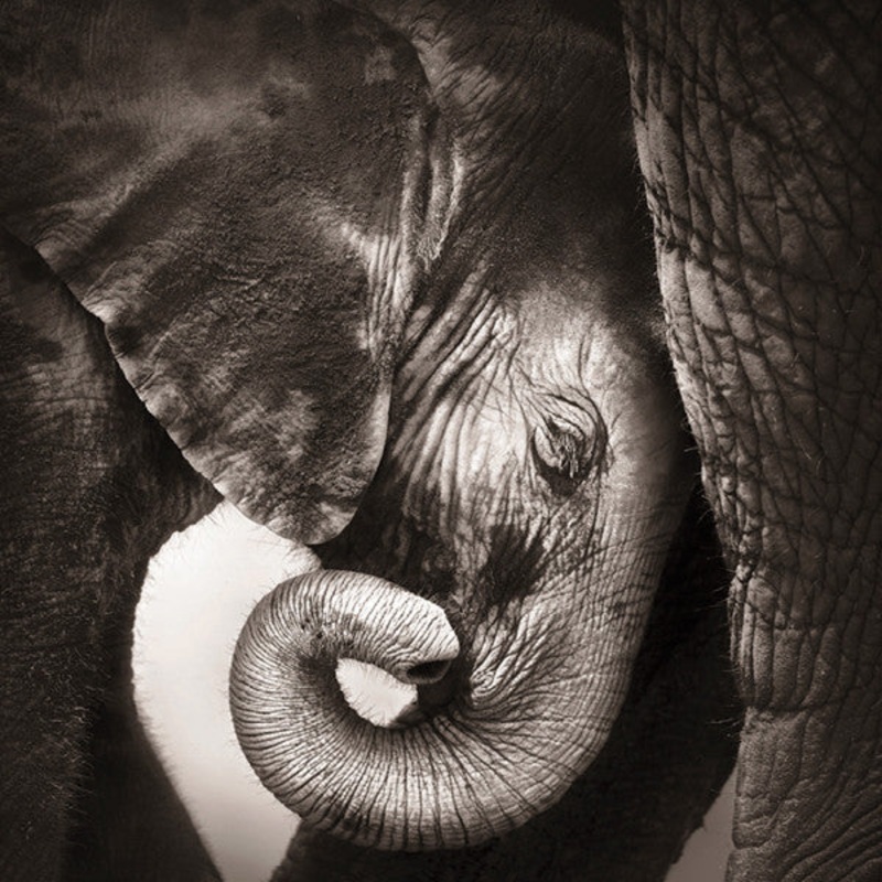 Elephant Seeking Attention Card