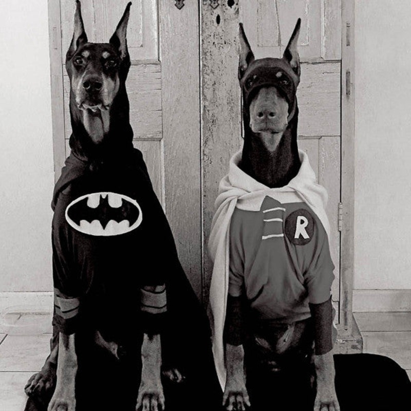 The Bark Knight Card