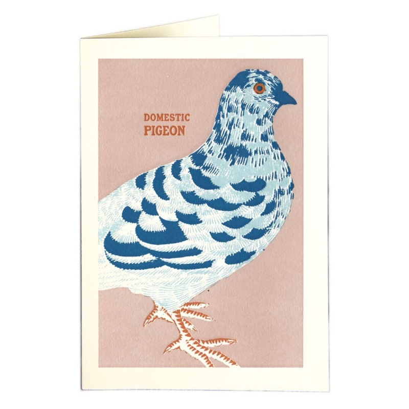 Domestic Pigeon Card