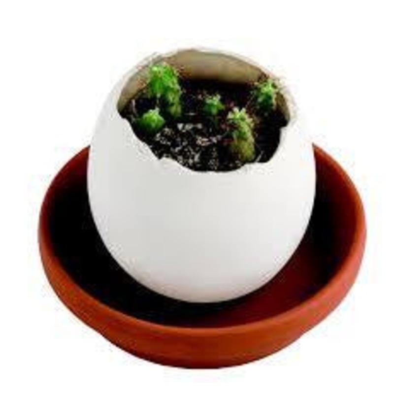 Cactus Eggling
