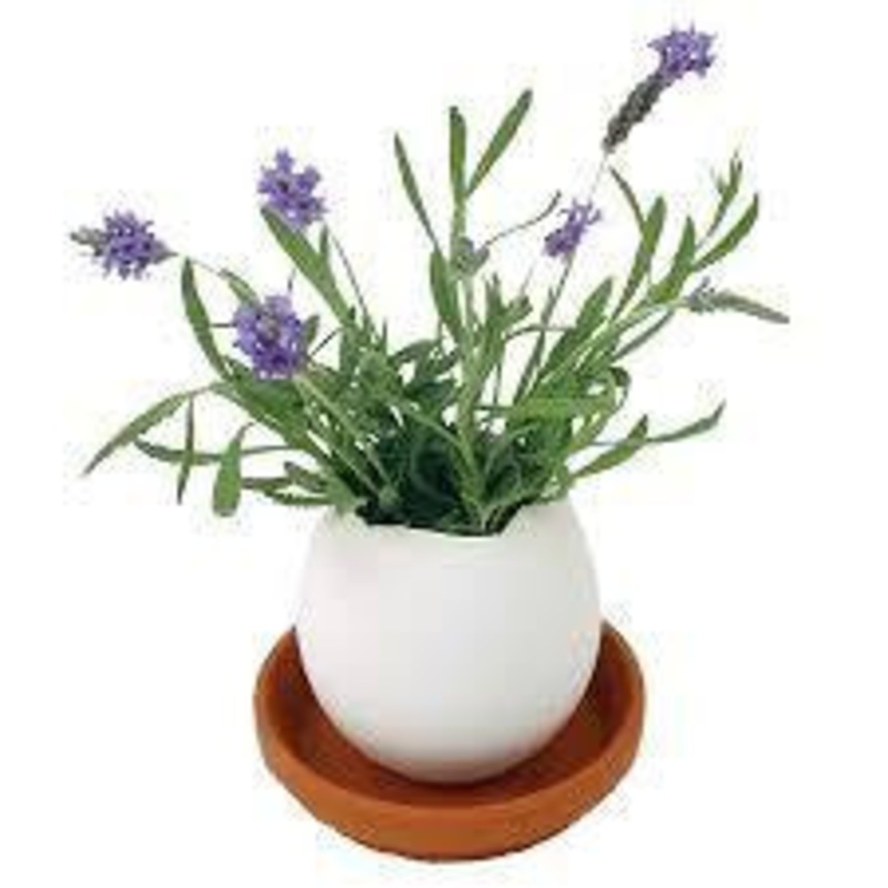 Lavender Eggling