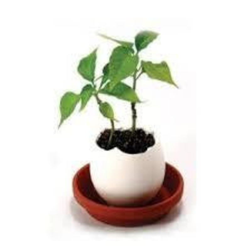 Red Pepper Eggling